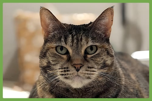 MIMI - Domestic Short Hair available for adoption