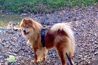 Muffy - Photo 7