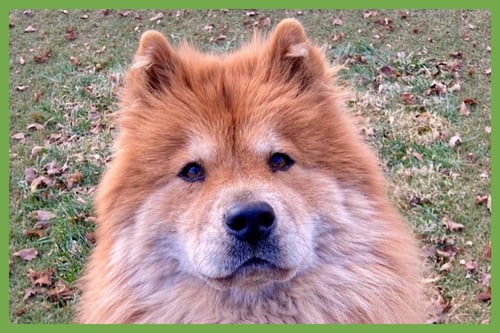 MUFFY - Chow Chow available for adoption