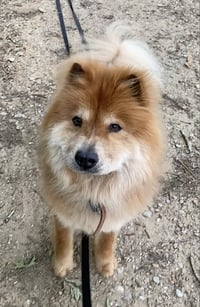 Muffy - Photo 4