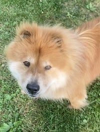 Muffy - Photo 6
