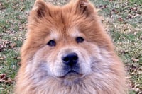 Muffy - Photo 9