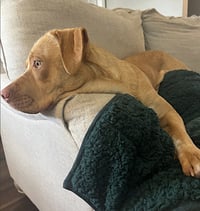 Rosie - Photo 4