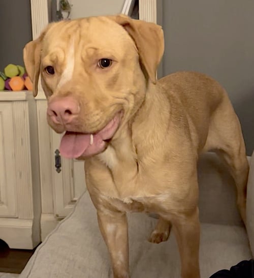ROSIE - Labrador Retriever / Boxer available for adoption