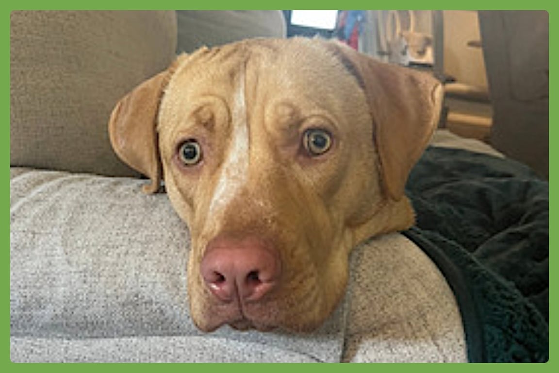 Rosie Image