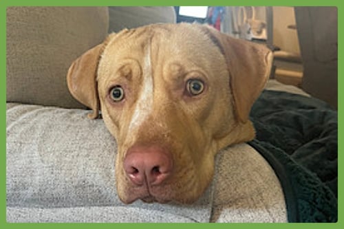 ROSIE - Labrador Retriever / Boxer available for adoption
