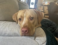 Rosie - Photo 7