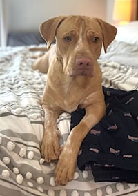 Rosie - Photo 3