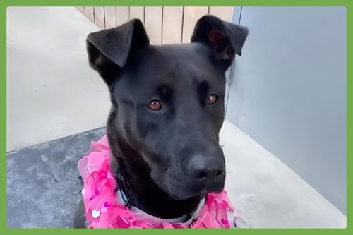 ADELINA - Labrador Retriever / German Shepherd Dog available for adoption
