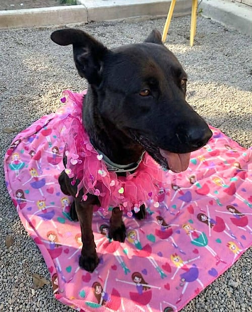 ADELINA - Labrador Retriever / German Shepherd Dog available for adoption