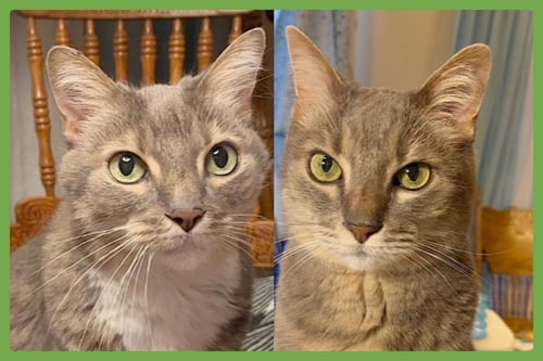 VERUCA AND VIOLET - Domestic Short Hair available for adoption