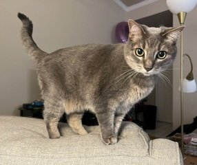 VERUCA AND VIOLET - Domestic Short Hair available for adoption