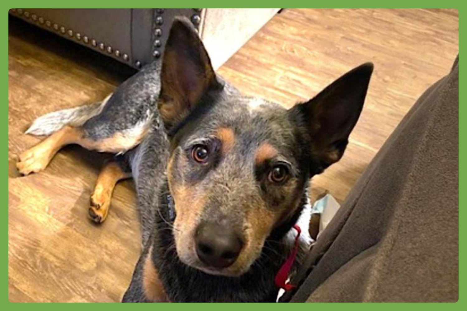 RANGER - Australian Cattle Dog/Blue Heeler available for adoption