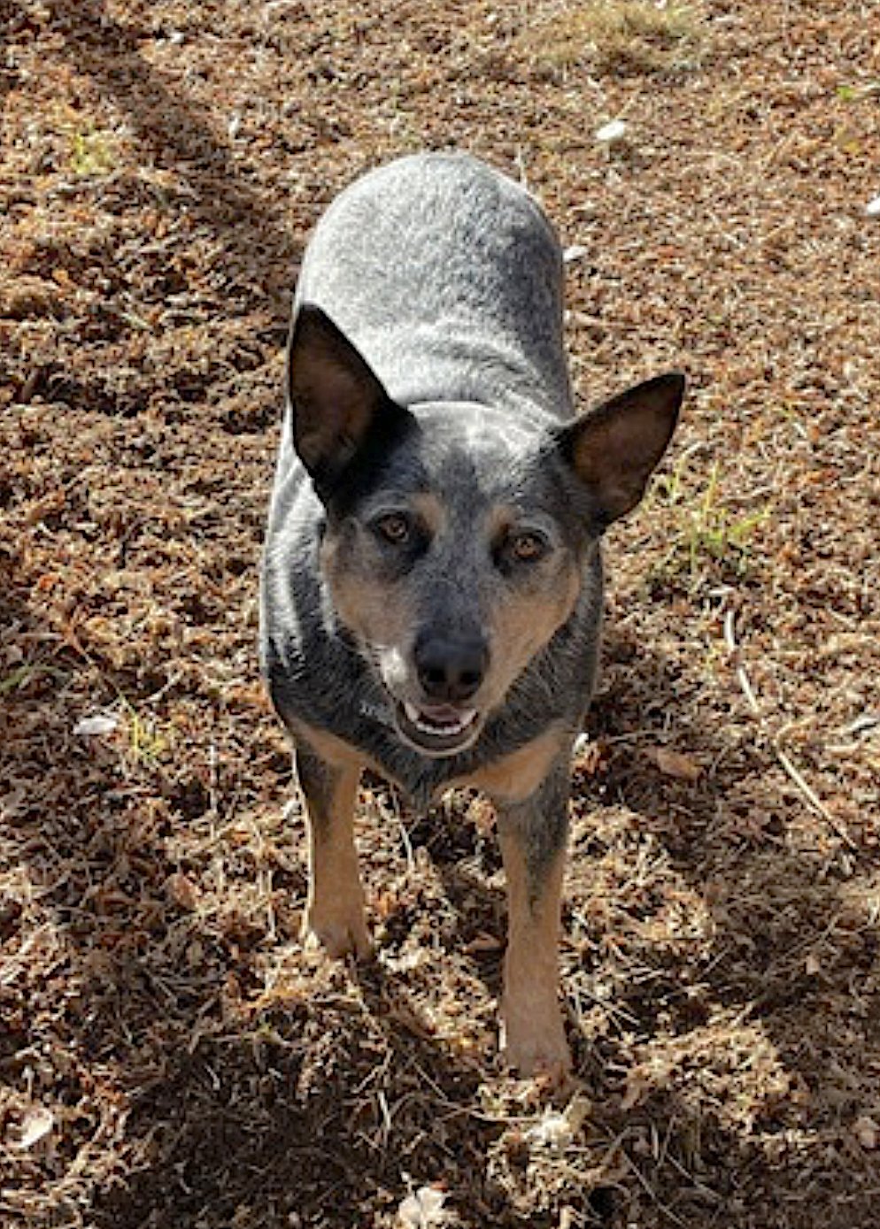 RANGER - Australian Cattle Dog/Blue Heeler available for adoption