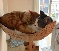 Luna and Nabi - Photo 2