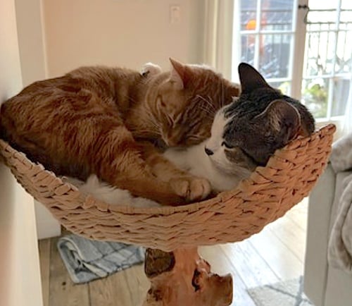 LUNA AND NABI - Domestic Short Hair available for adoption