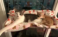 Luna and Nabi - Photo 5