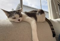 Luna and Nabi - Photo 7