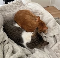 Luna and Nabi - Photo 8