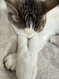 Luna and Nabi - Photo 9