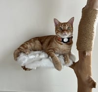 Luna and Nabi - Photo 10