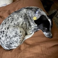 Tofu - Photo 8
