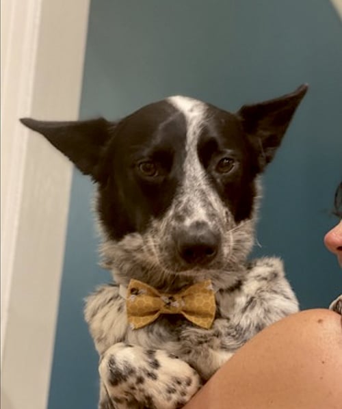 TOFU - Australian Cattle Dog/Blue Heeler available for adoption