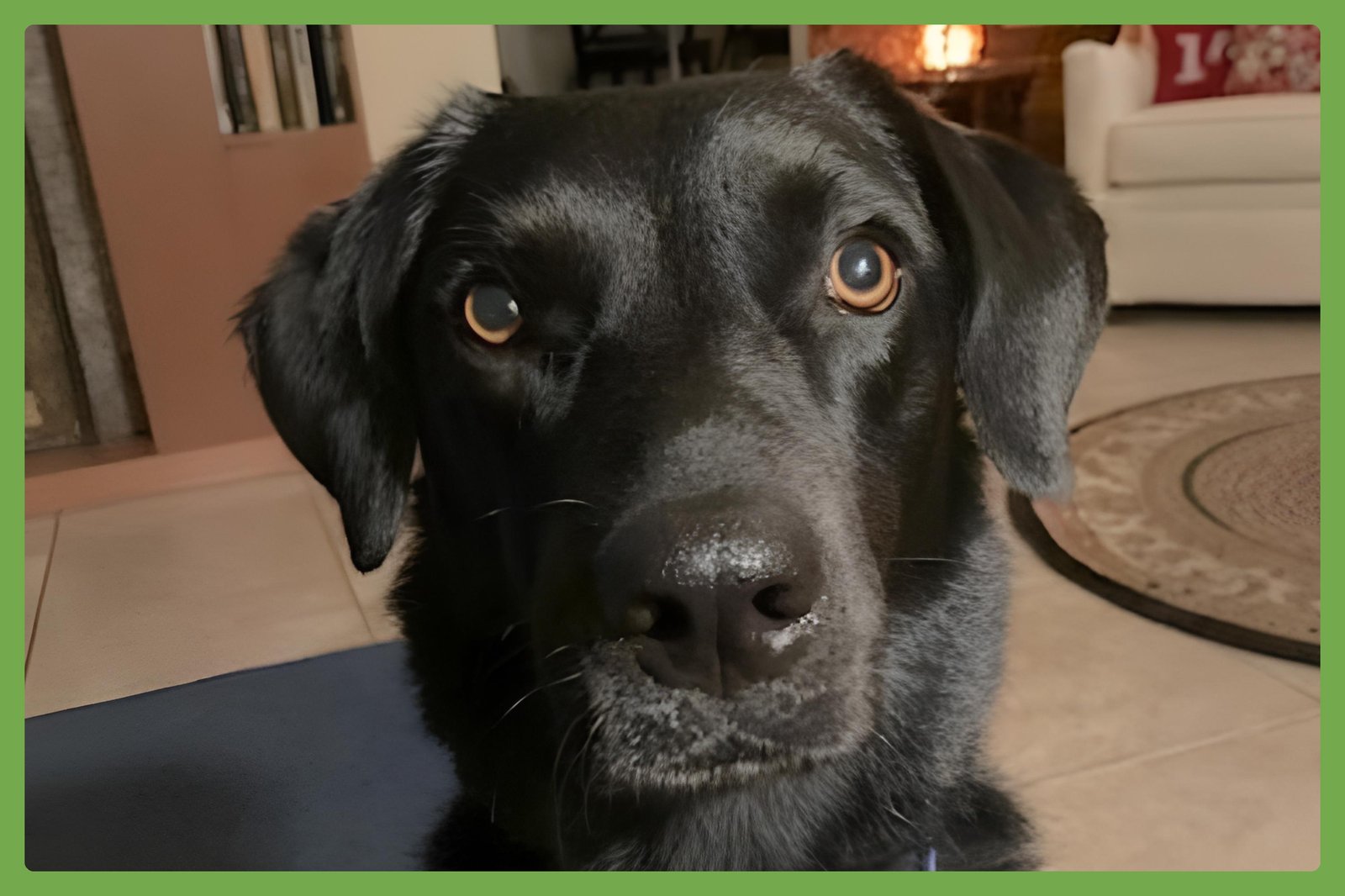 GYPSY - Labrador Retriever available for adoption