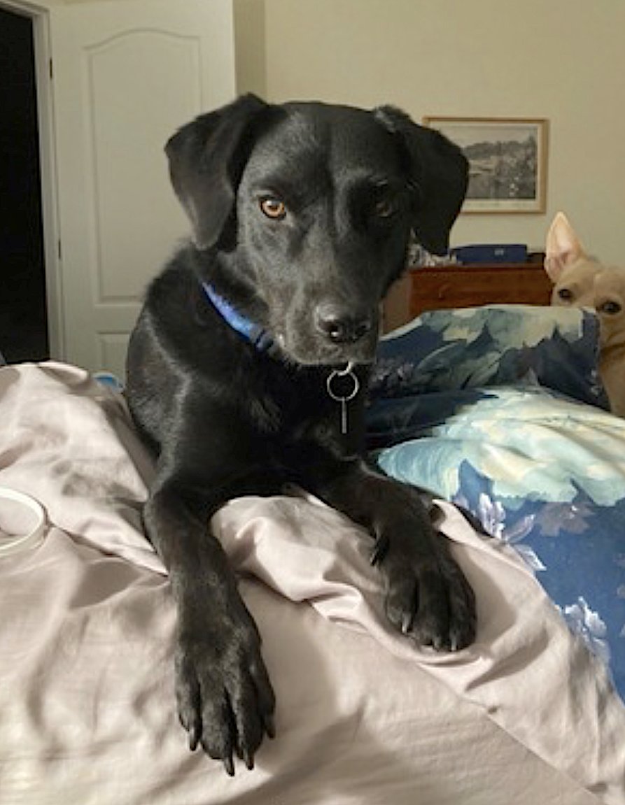 GYPSY - Labrador Retriever available for adoption