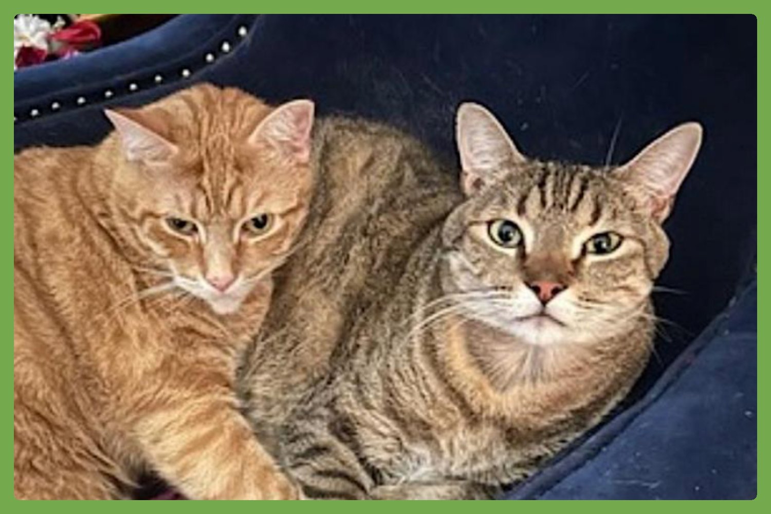 OLIVER AND TEDDY - Domestic Short Hair available for adoption