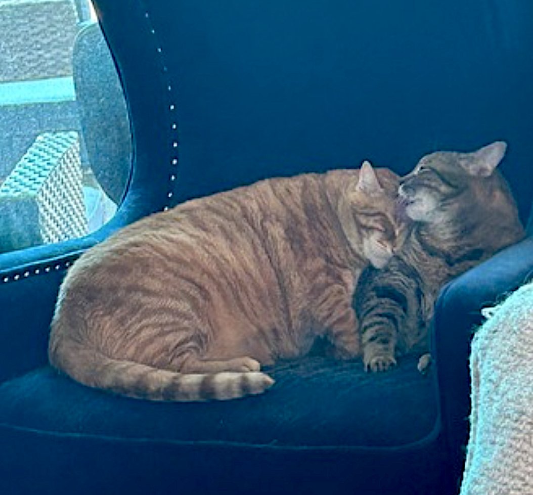 OLIVER AND TEDDY - Domestic Short Hair available for adoption