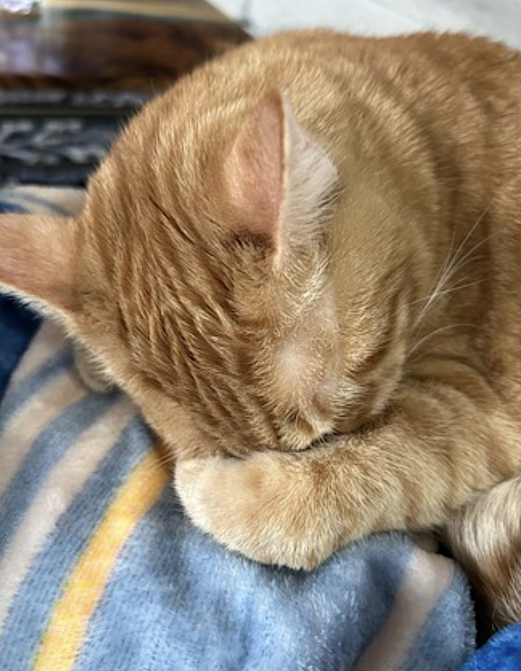 Oliver and Teddy - Photo 4