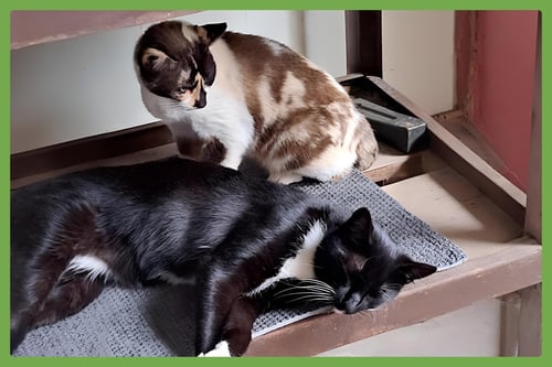 CALI AND TOMMY - Snowshoe / Domestic Short Hair available for adoption