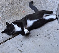 Cali and Tommy - Photo 4