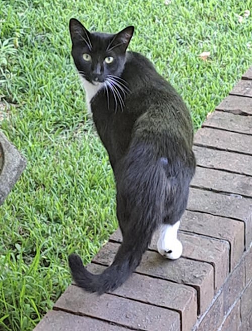 CALI AND TOMMY - Snowshoe / Domestic Short Hair available for adoption