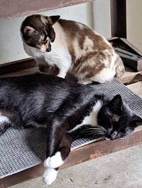 Cali and Tommy - Photo 8