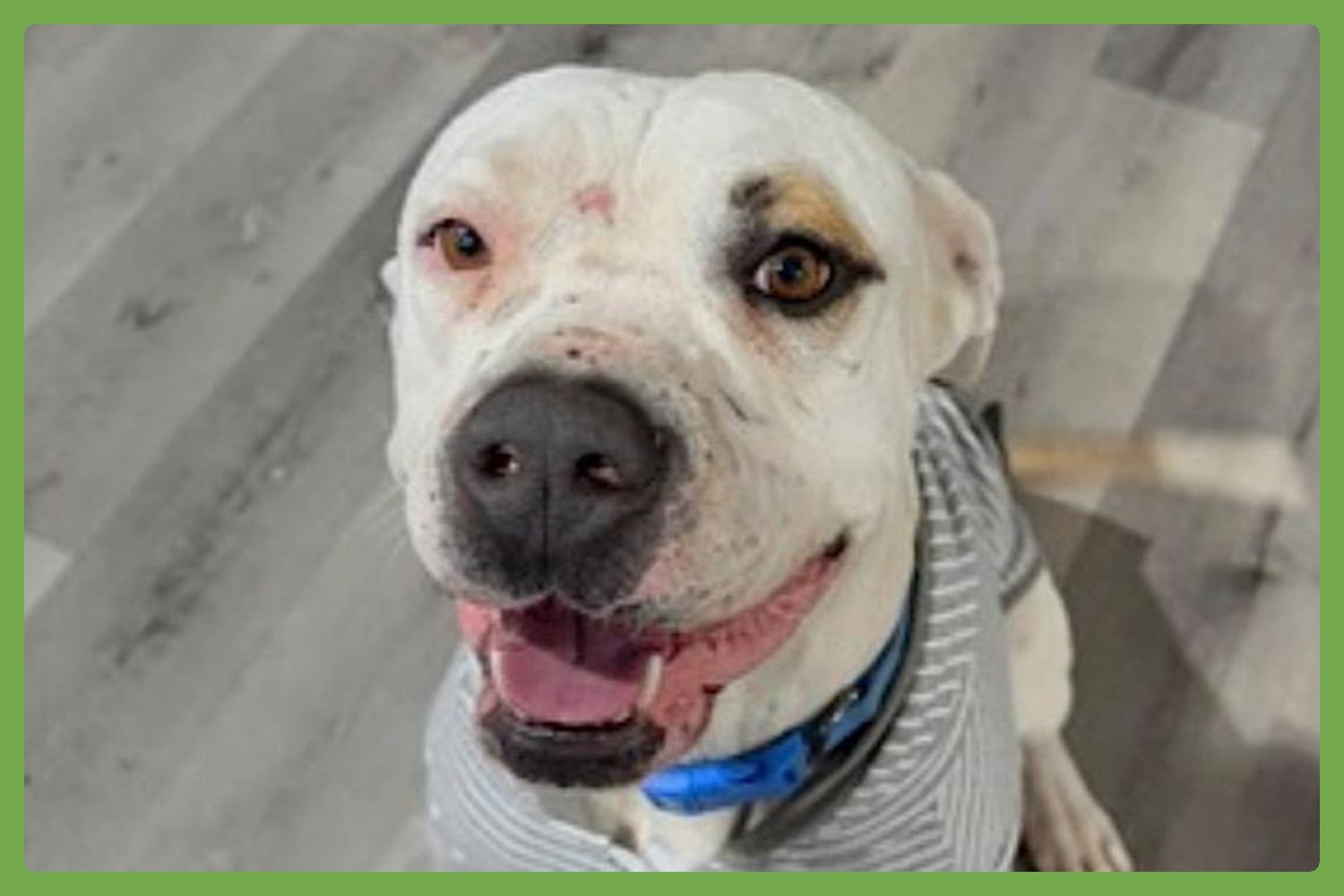 THEODORE - American Pit Bull Terrier available for adoption