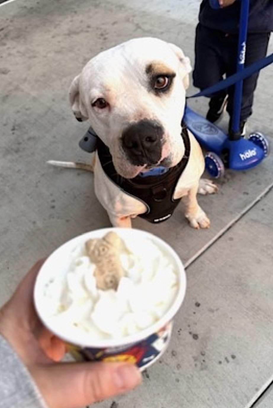 THEODORE - American Pit Bull Terrier available for adoption