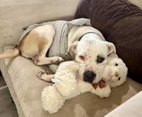 Theodore - Photo 2