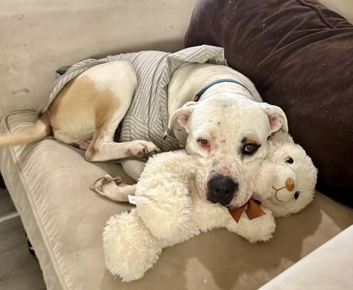 THEODORE - American Pit Bull Terrier available for adoption