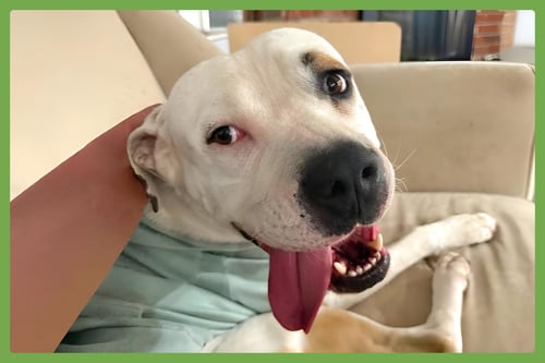 THEODORE - American Pit Bull Terrier available for adoption