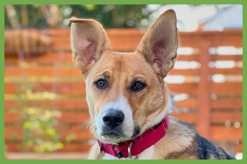 BOWIE - German Shepherd Dog / Siberian Husky available for adoption