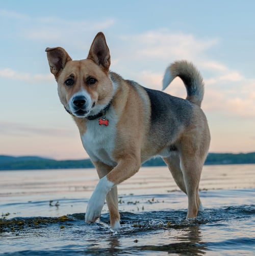 BOWIE - German Shepherd Dog / Siberian Husky available for adoption