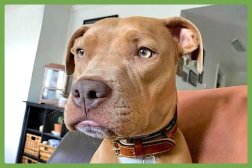 RIVER - American Pit Bull Terrier / American Staffordshire Terrier available for adoption