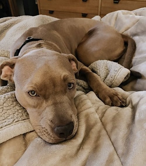 RIVER - American Pit Bull Terrier / American Staffordshire Terrier available for adoption