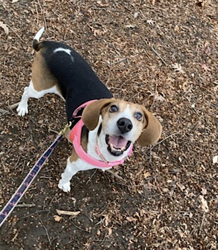 GENEVA - Treeing Walker Coonhound available for adoption