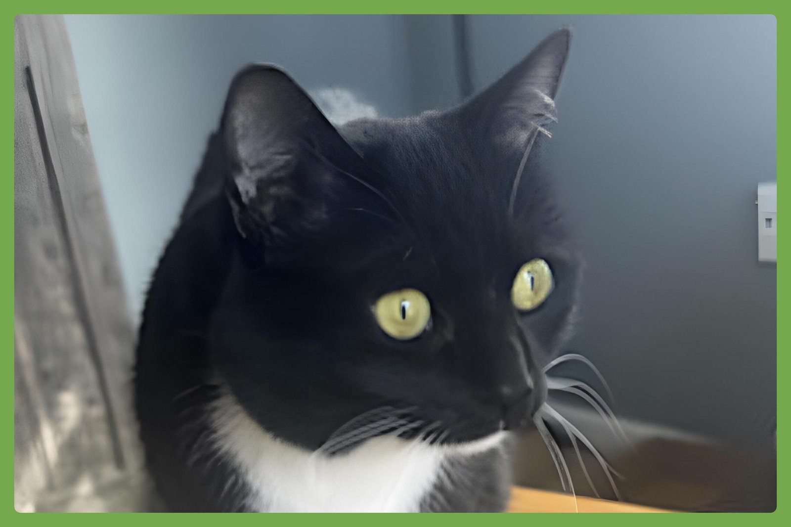 MEW - Domestic Short Hair available for adoption