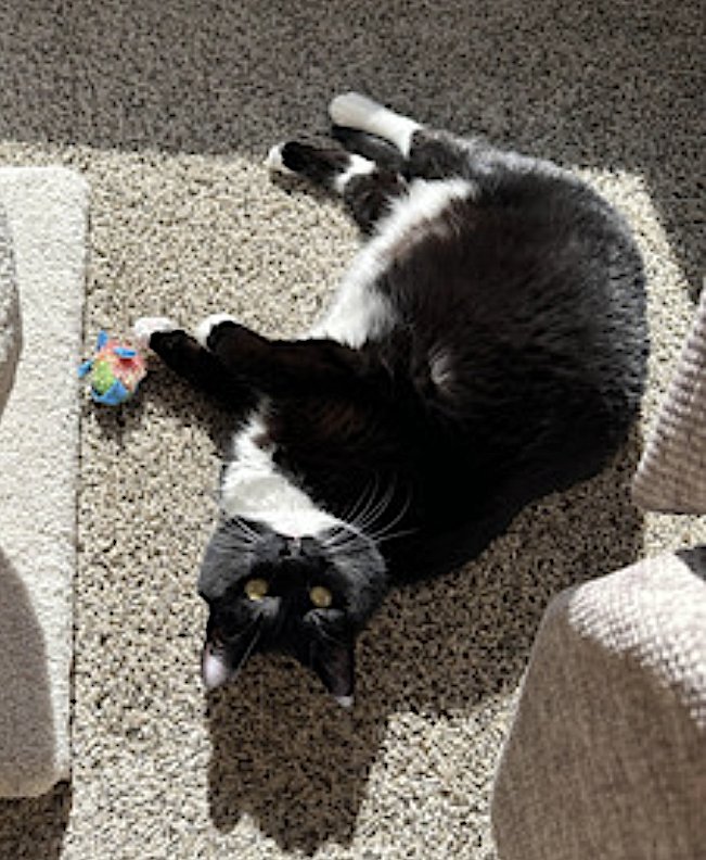 MEW - Domestic Short Hair available for adoption