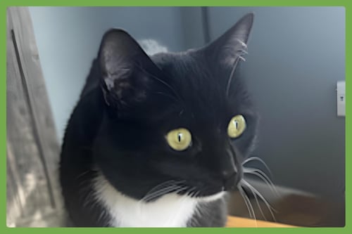 MEW - Domestic Short Hair available for adoption