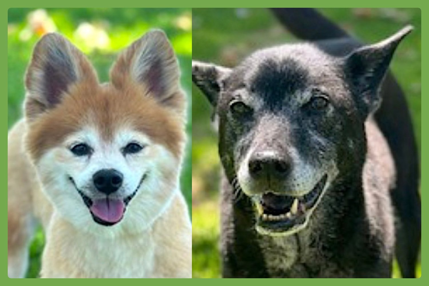 EEVEE AND ELLIE - Pomeranian / German Shepherd Dog available for adoption